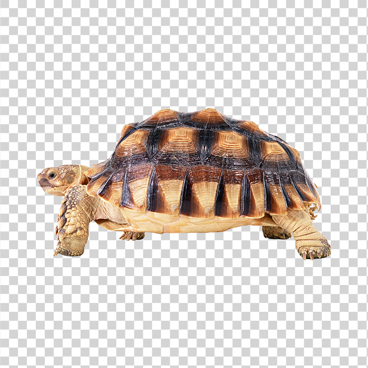 Turtle 02