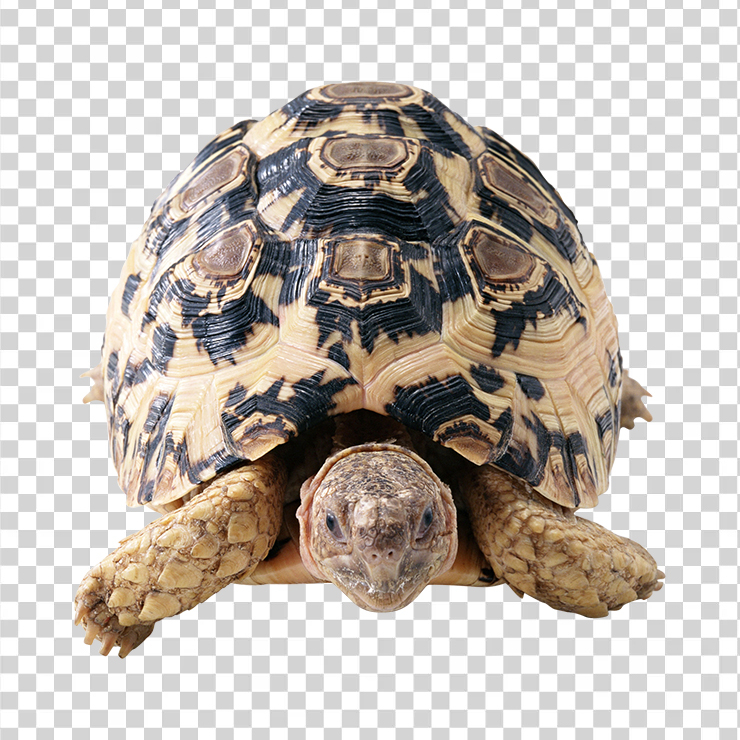 Turtle 04