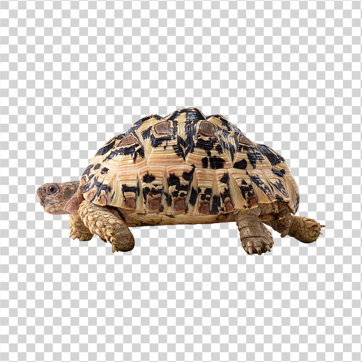 Turtle 09