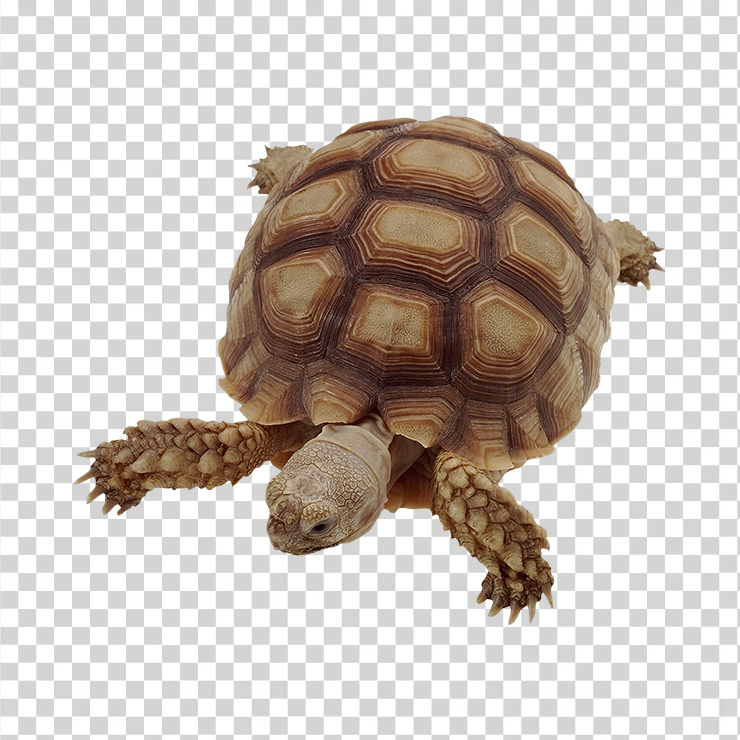 Turtle 10