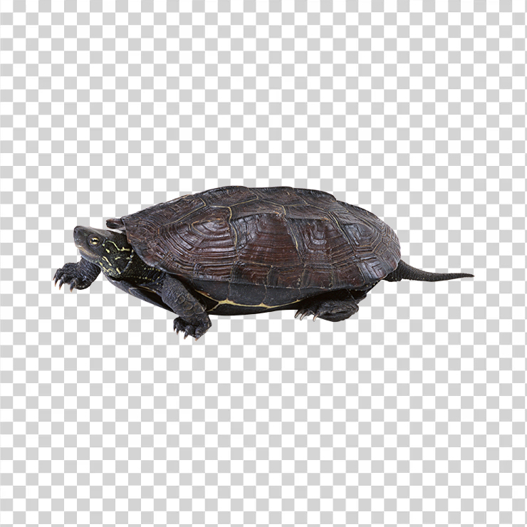Turtle 11