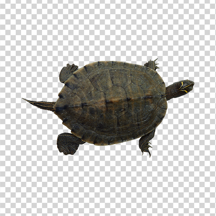 Turtle 12