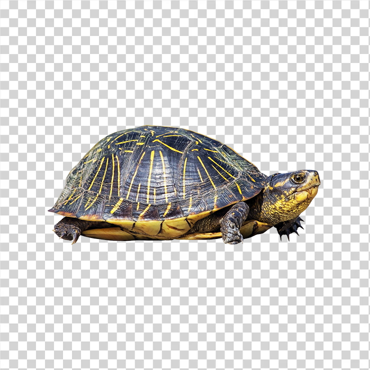 Turtle 14