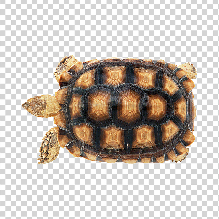 Turtle 15