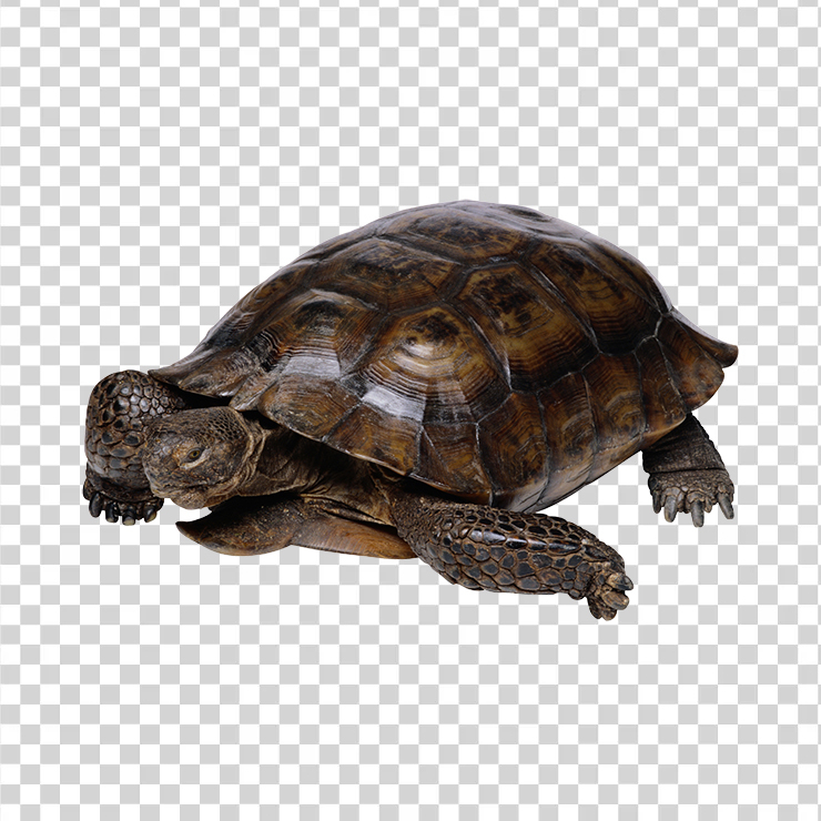 Turtle 16